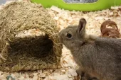 Happy pet grassy tunnel voor konijnen