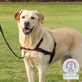 TRIXIE HONDENTUIG TRAININGSTUIG LEAD'N'WALK SOFT ZWART